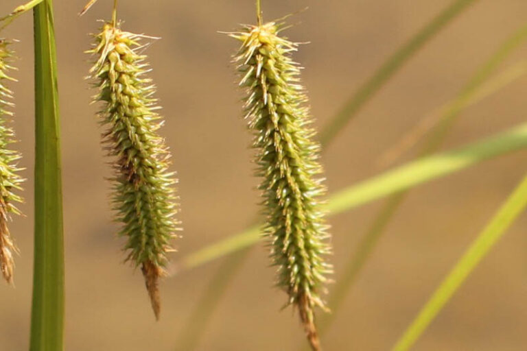 Carex Fascicularis Tassel Sedge Westgate Biodiversity Bili Nursery