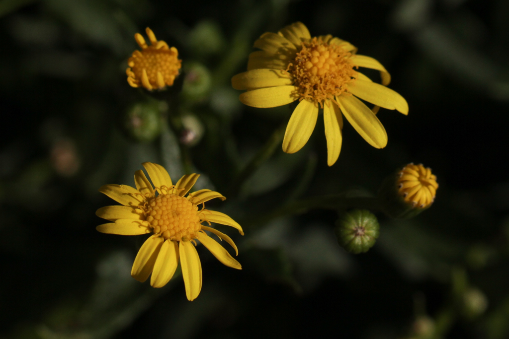 Senecio pinnatifolius var. lanceolatus