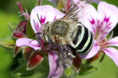 Blue-banded bee
