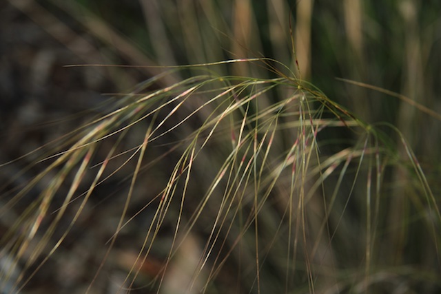 Austrostipa nodosa – Knotty Spear-grass - Westgate Biodiversity: Bili ...