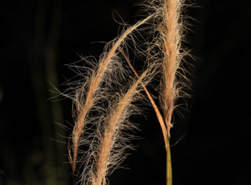 Grasses, sedges and rushes