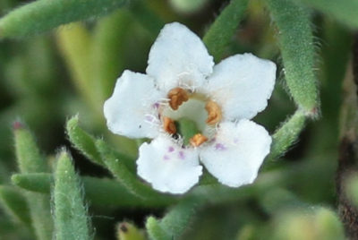 Groundcovers and climbers A-G - Westgate Biodiversity: Bili Nursery ...