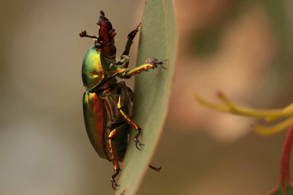 Golden green. Ламприма золотистая. Green Stag Самара.