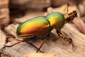 Golden green stag beetle