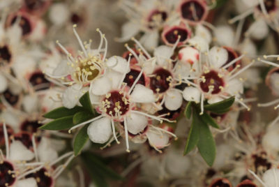 Trees and shrubs G – P - Westgate Biodiversity: Bili Nursery & Landcare