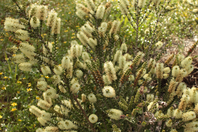 Melaleuca squarrosa – Scented Paperbark – Westgate Biodiversity: Bili ...