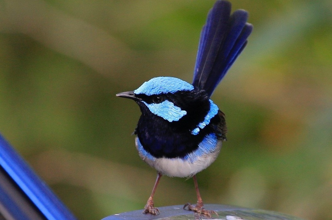 Superb fairywren