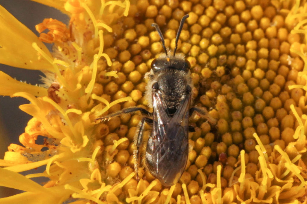 Sweat Bee -Lasioglossum spp (1) – Westgate Biodiversity: Bili Nursery ...