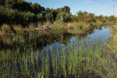 Southern Wetlands latest pics - Westgate Biodiversity: Bili Nursery ...