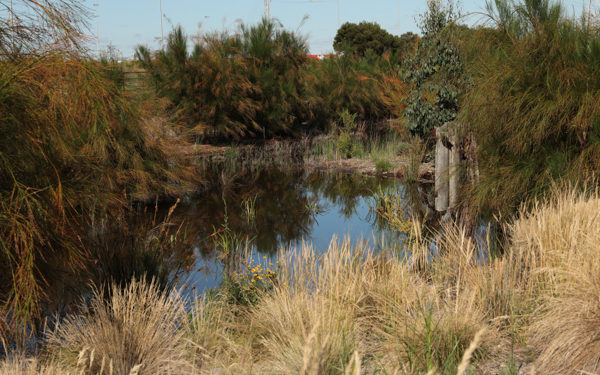 Southern Wetlands latest pics