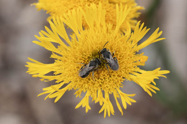 Native sweat bee