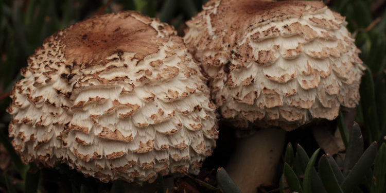 Fungi foray – Sunday 27 June 2 pm Westgate Park