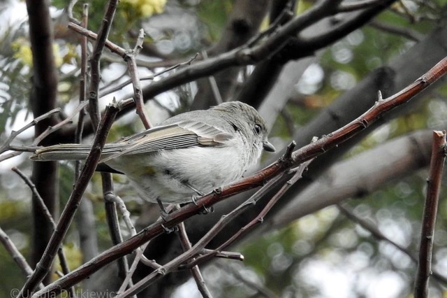 Female golden whistler