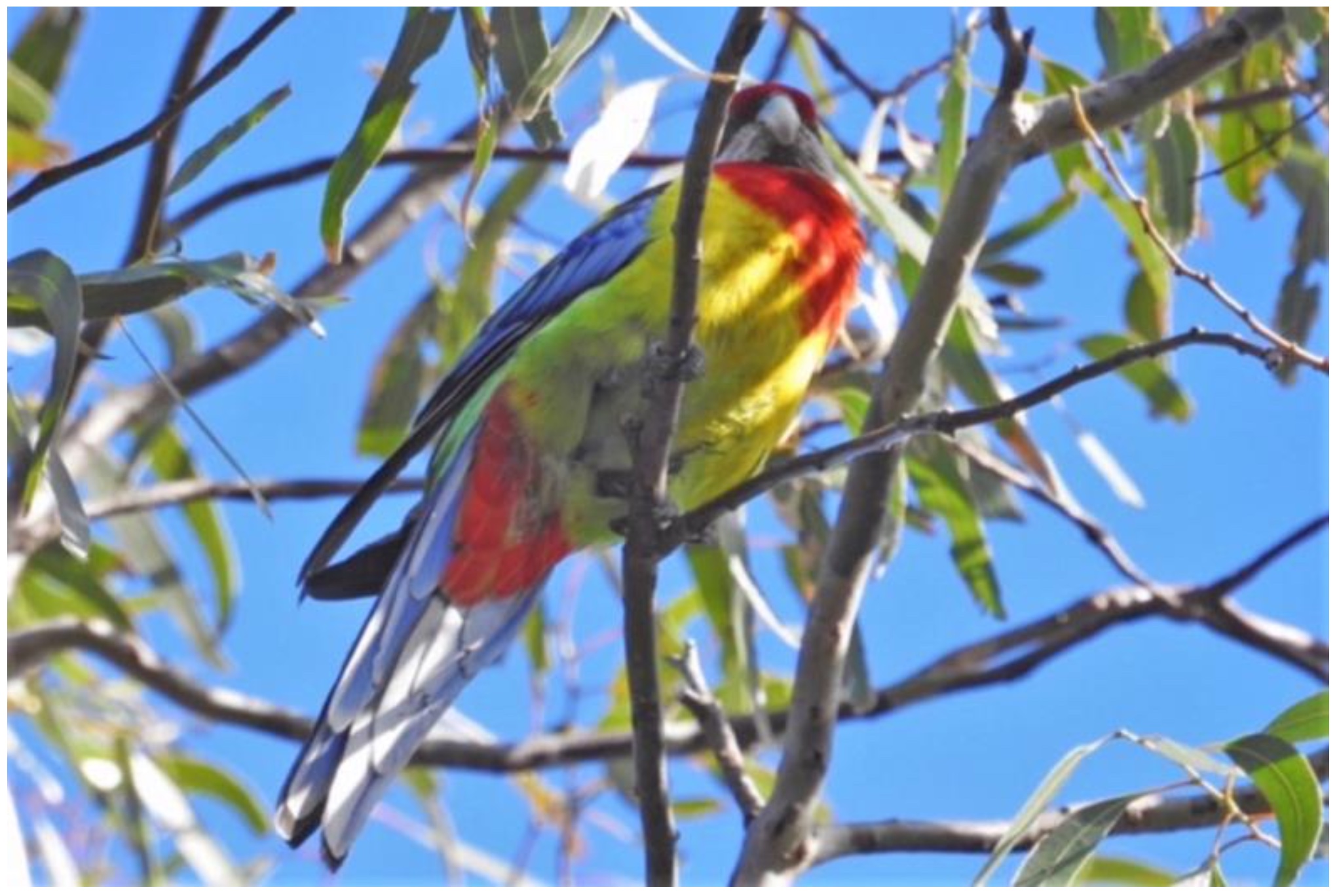 Eastern rosella (Pic: Ursula Dutkiewicz)