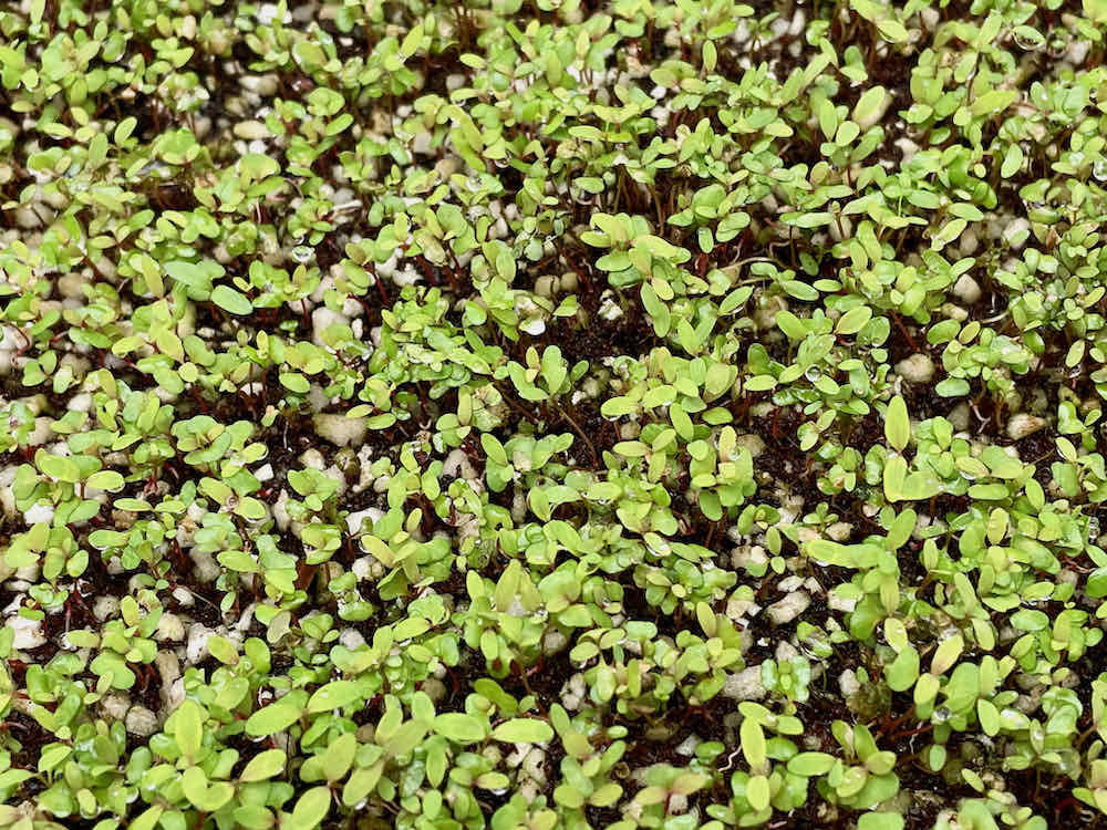 River red gum seedlings