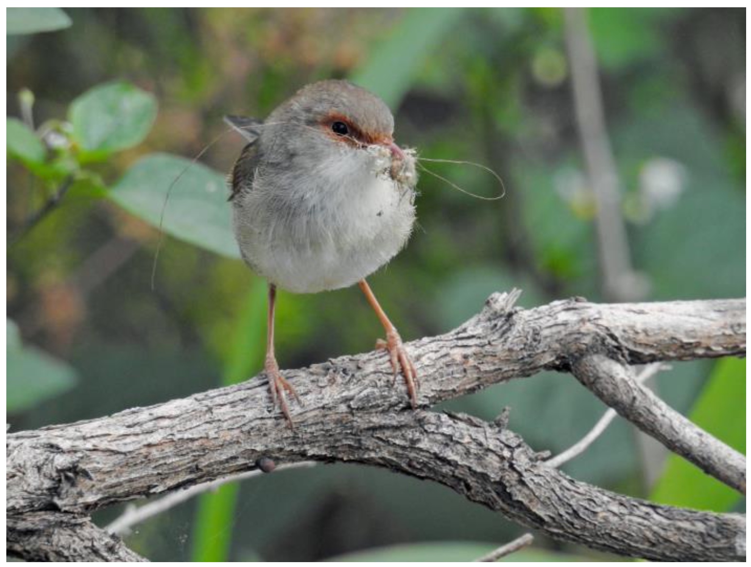 Female superb fairy-wren with nesting material (Pic: Ursula Dutkiewicz)