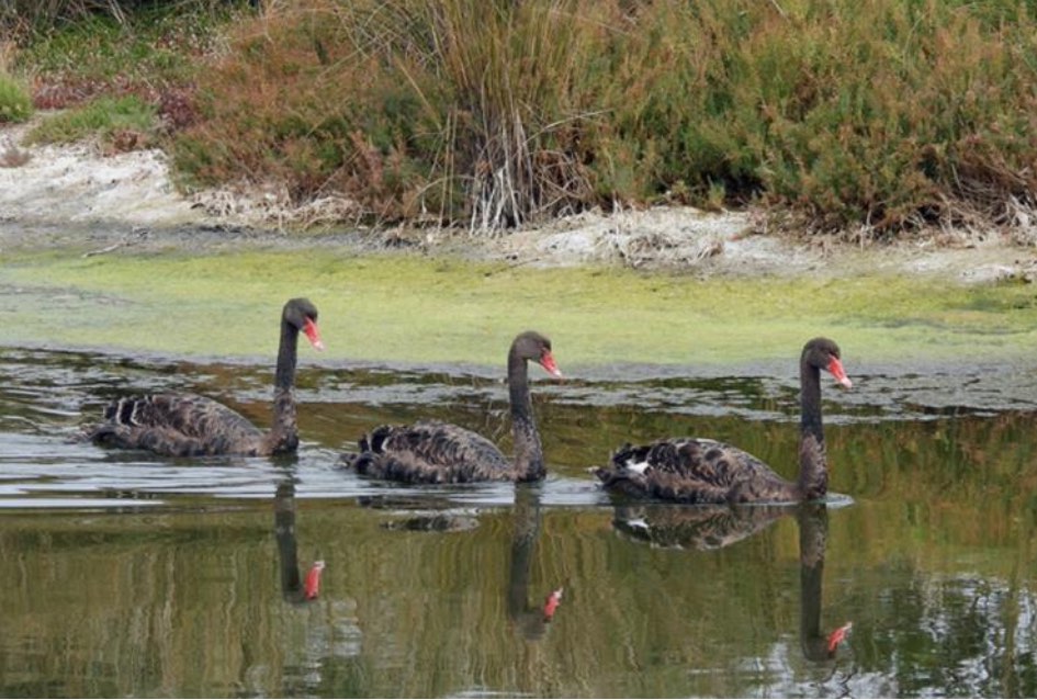 Main picture showing black swan and cygnets