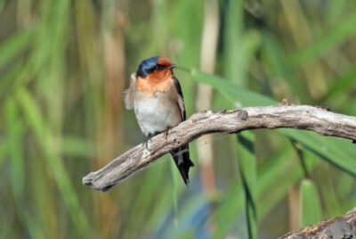 Westgate Park bird survey 2 May