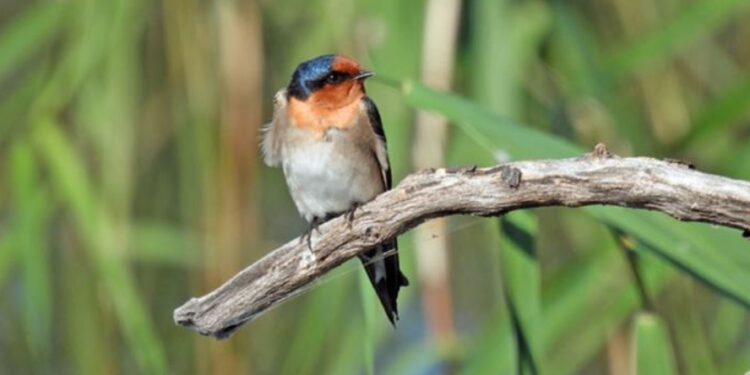 Westgate Park bird survey 2 May