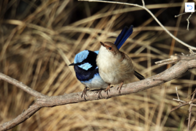 Sept 5 Bird survey