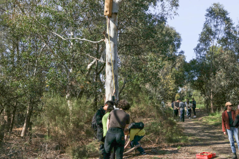 Microbat nest box monitoring - Westgate Biodiversity: Bili Nursery ...