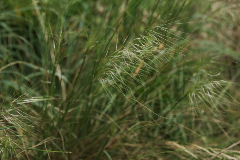 Austrostipa elegantissima – Feather Spear-grass - Westgate Biodiversity ...