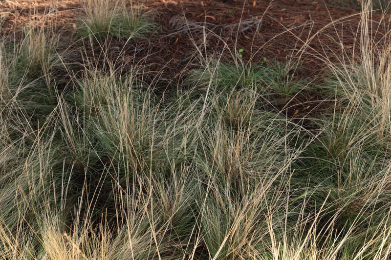 Austrostipa scabra – Rough Spear-grass - Westgate Biodiversity: Bili ...