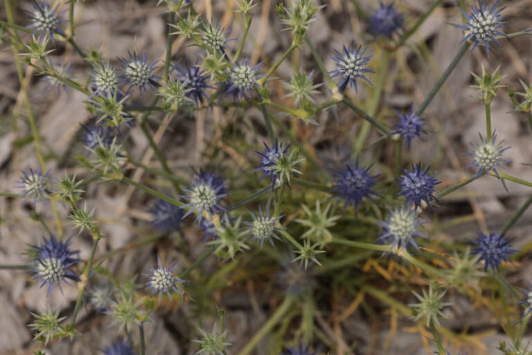 Eryngium ovinum Blue Devil Westgate Biodiversity Bili Nursery