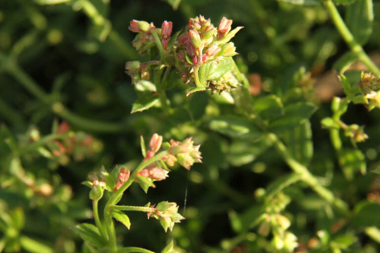 Gonocarpus tetragynus – Creeping raspwort - Westgate Biodiversity: Bili ...