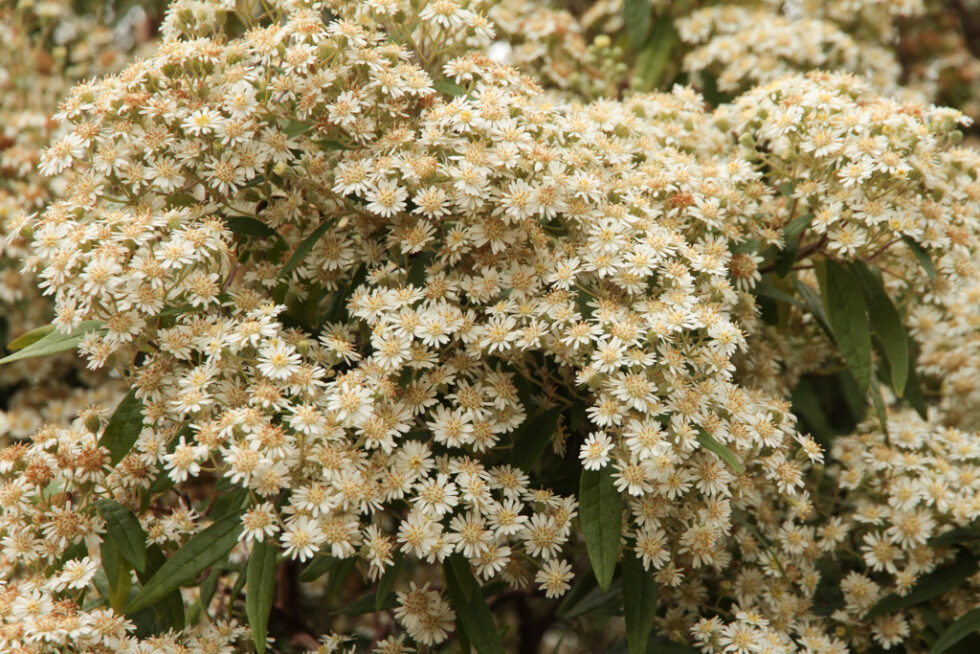 Olearia lirata – Snowy Daisy Bush - Westgate Biodiversity: Bili Nursery ...