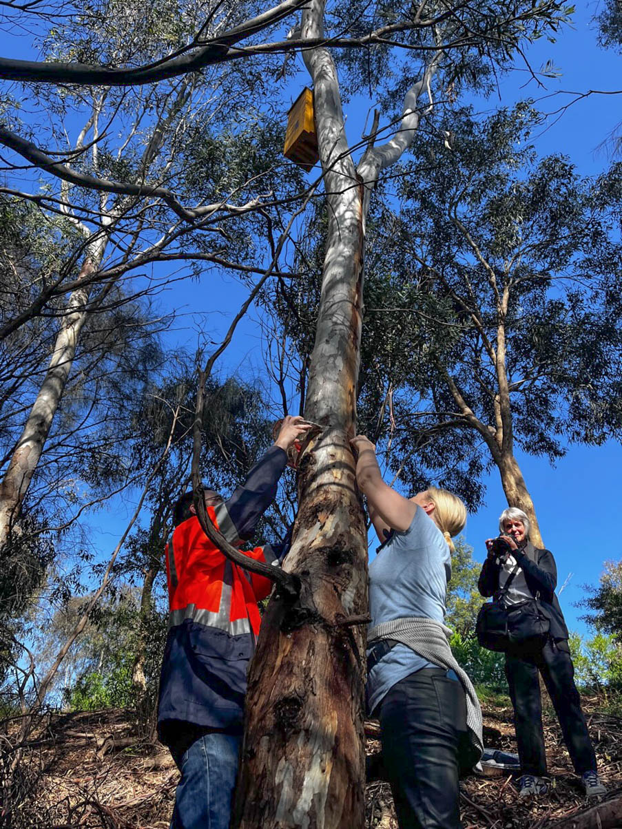 Microbat nest box monitoring - Westgate Biodiversity: Bili Nursery ...