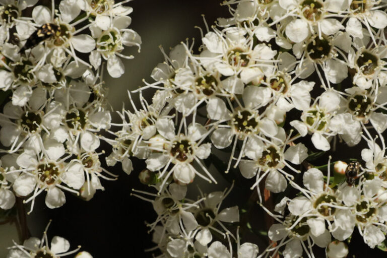 Kunzea leptospermoides – Yarra Burgan - Westgate Biodiversity: Bili ...