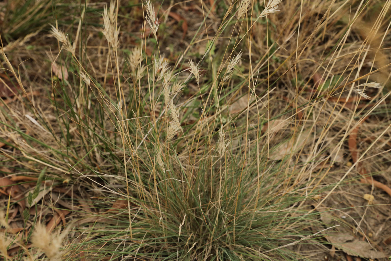 Rytidosperma geniculatum Kneed Wallaby Grass Westgate Biodiversity