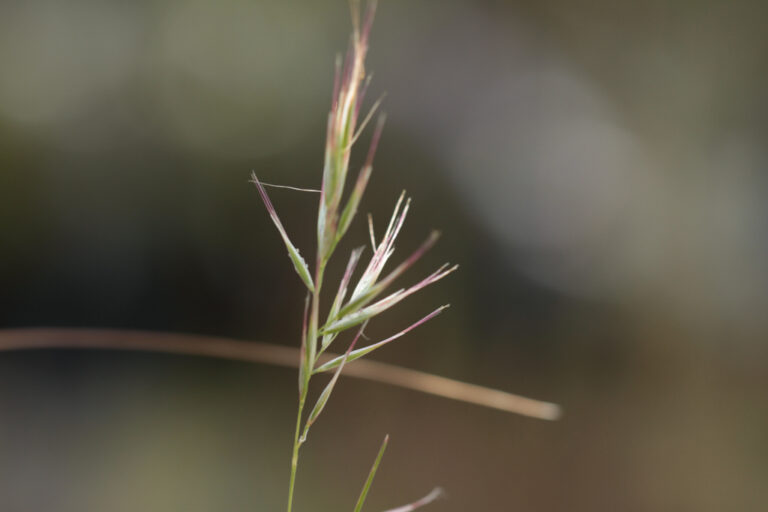 Rytidosperma setaceum Bristly Wallaby Grass Westgate Biodiversity Bili Nursery & Landcare